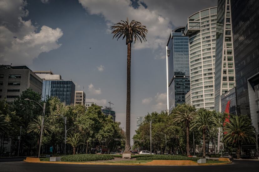 Ciudad de México retirará la palma de la glorieta que lleva su nombre