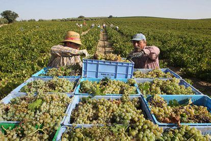 Tareas de vendimia de la uva Pedro Ximénez en Montalbán (Córdoba).