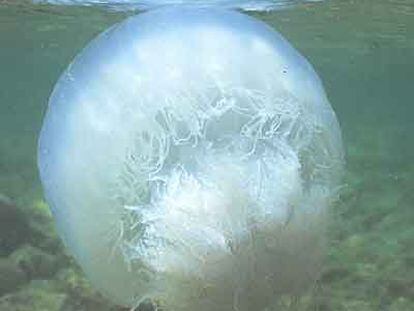 La medusa <i>Rhopilema nomadica</i>