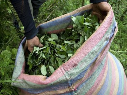 Un hombre recoge hojas de coca en Nariño (Colombia).