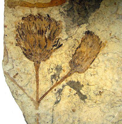 Flor fósil de hace casi 50 millones de años, antepasada del girasol y la margarita, hallada en la Patagonia argentina