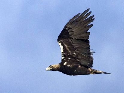 Un ejemplar de águila imperial en pleno vuelo. 