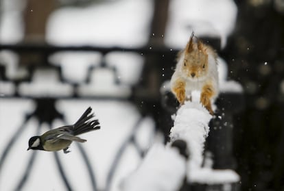 A squirrel runs over a fence in a park while a chickadee takes flight. 