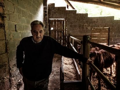 Serafín González (67) cuidando de su ganado en sus establos de la aldea de Llabosu (Asturias), en mayo.
