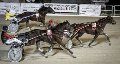 Una de las tradicionales carreras de caballos trotones que se celebran en el hipódromo de Son Pardo, en Palma de Mallorca.