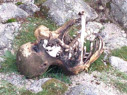 El cad&aacute;ver de La Pedriza antes de su levantamiento. 