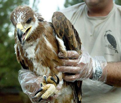Un ornitólogo sujeta un pollo de águila imperial.