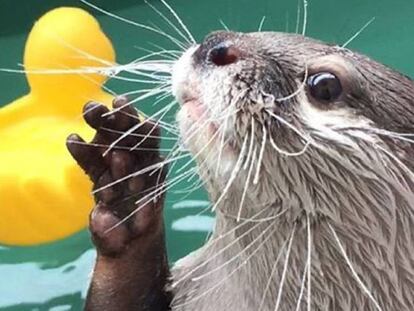 La nutria 'Krull' bañándose en una pequeña piscina de plástico.