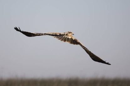 El águila imperial ibérica (Aquila adalberti) es muy difícil de criar en cautividad.