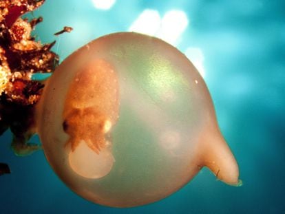 Los huevos de sepia, un bocado apetitoso y codiciado, están expuestos a un sinfín de depredadores que recorren hambrientos los fondos marinos