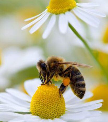 Abeja recolectando polen.