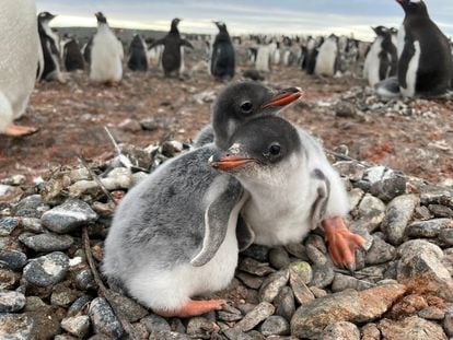 Dos crías de pingüino barbijo en su nido de la colonia antártica.
