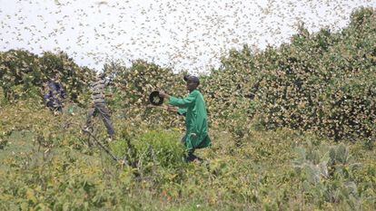 Jóvenes intentan ahuyentar a las langostas de un campo de cultivo en Kenia.