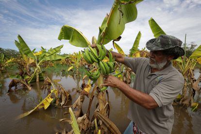 Un agricultor local, Jose Lucio de Freitas, muestra los daños que ha provocado la inundación a su plantación de plátanos, el 20 de mayo.