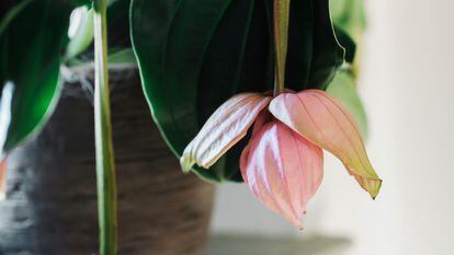 La medinilla también es conocida por el nombre de orquídea de Malasia y la uva rosa, entre otros nombres.