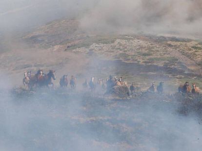 Caballos que pastaban en el monte cuando se inició el incendio en La Granja el pasado domingo