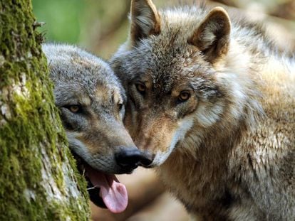 Dos ejemplares jóvenes de lobo se esconden tras un árbol.