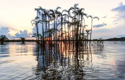 La Laguna Grande, en el parque nacional de Cuyabeno, en Ecuador.