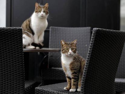 Washington crea un inédito censo de gatos