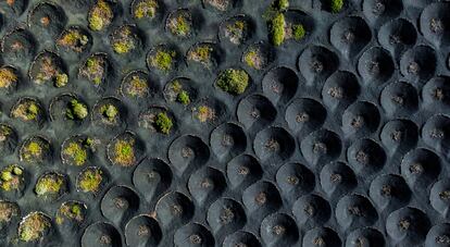 La viticultura en la isla canaria de Lanzarote ha permanecido casi inalterable desde el siglo XVIII, con las vides cubiertas por una capa de arena volcánica y protegidas de los vientos alisios por muros de piedra seca. Una forma de cultivo que modela un particular paisaje de cráteres que guarecen las plantas en la zona de La Geria. Así que el título de esta foto de Carlos Solinis Camalich no podía ser más claro: ’La Geria’, una de las imágenes reconocidas en la categoría de fotografía abstracta.