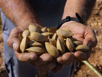 Científicos españoles secuencian el genoma del fruto seco, tan demandado que su precio se ha disparado