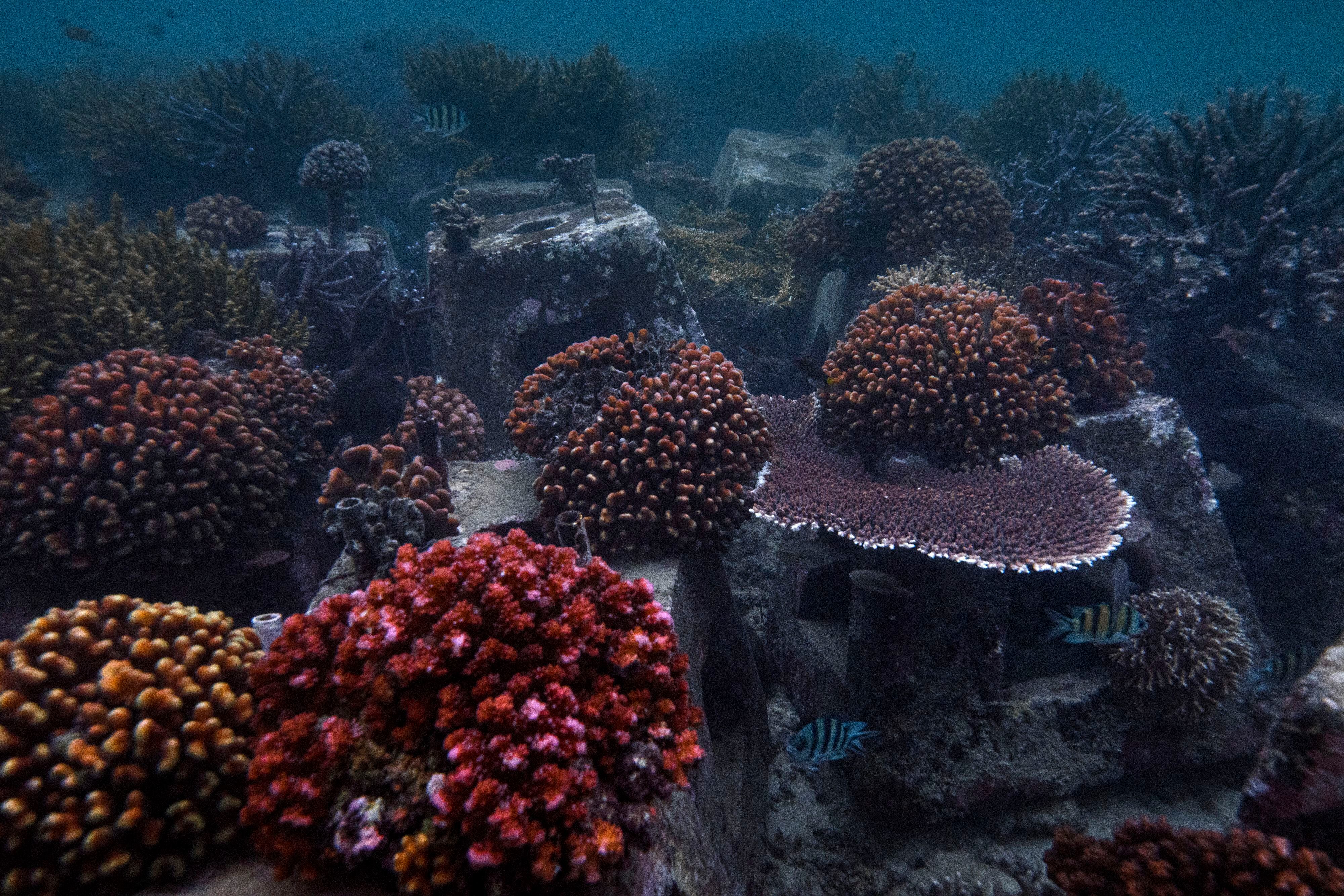 La constructora de arrecifes. En la isla de Tidung se utiliza la especie de 'Acropora' por su rápido crecimiento. Los arrecifes de coral crecen entre 10 y 15 centímetros por año y poco a poco se está recuperando el ecosistema dañado por la pesca con métodos agresivos como los explosivos. 