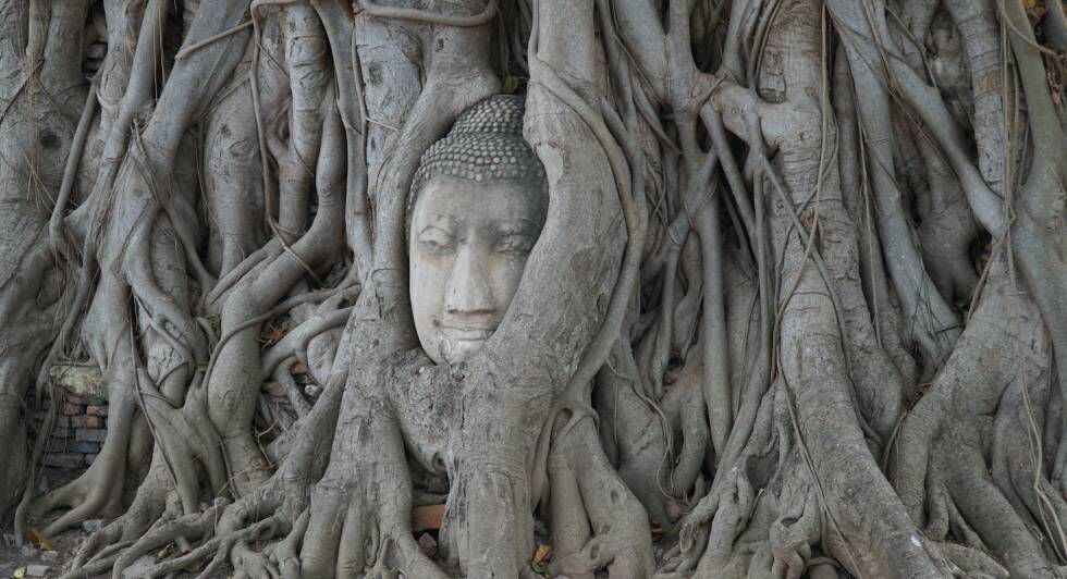 Cabeza de buda en Ayutthaya (Tailandia).