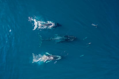 Vista aérea de un grupo de ballenas jorobadas en aguas del Pacífico mexicano.