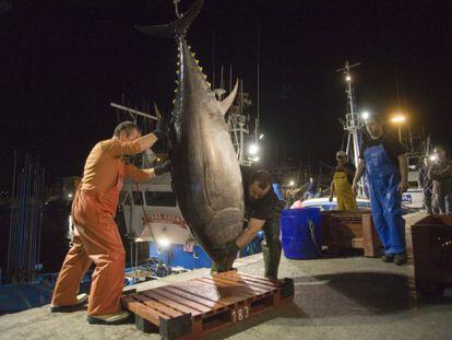 Descarga de atún en el puerto de Fuenterrabia.