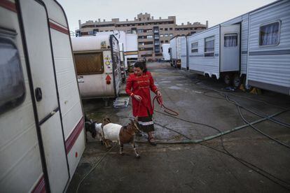 Los primeros animales en ser trasladados a la carpa antes de la función son las cabras.