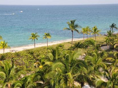 Las palmeras en Bal Harbour Beach.