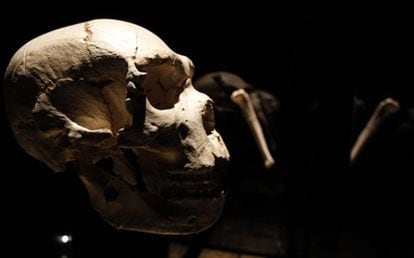 El Cráneo Nº5, apodado 'Miguelón', es de un preneandertal de hace unos 500.000 años y fue descubierto en Atapuerca en 1992; se exhibe ahora en el nuevo Museo de la Evolución Humana de Burgos