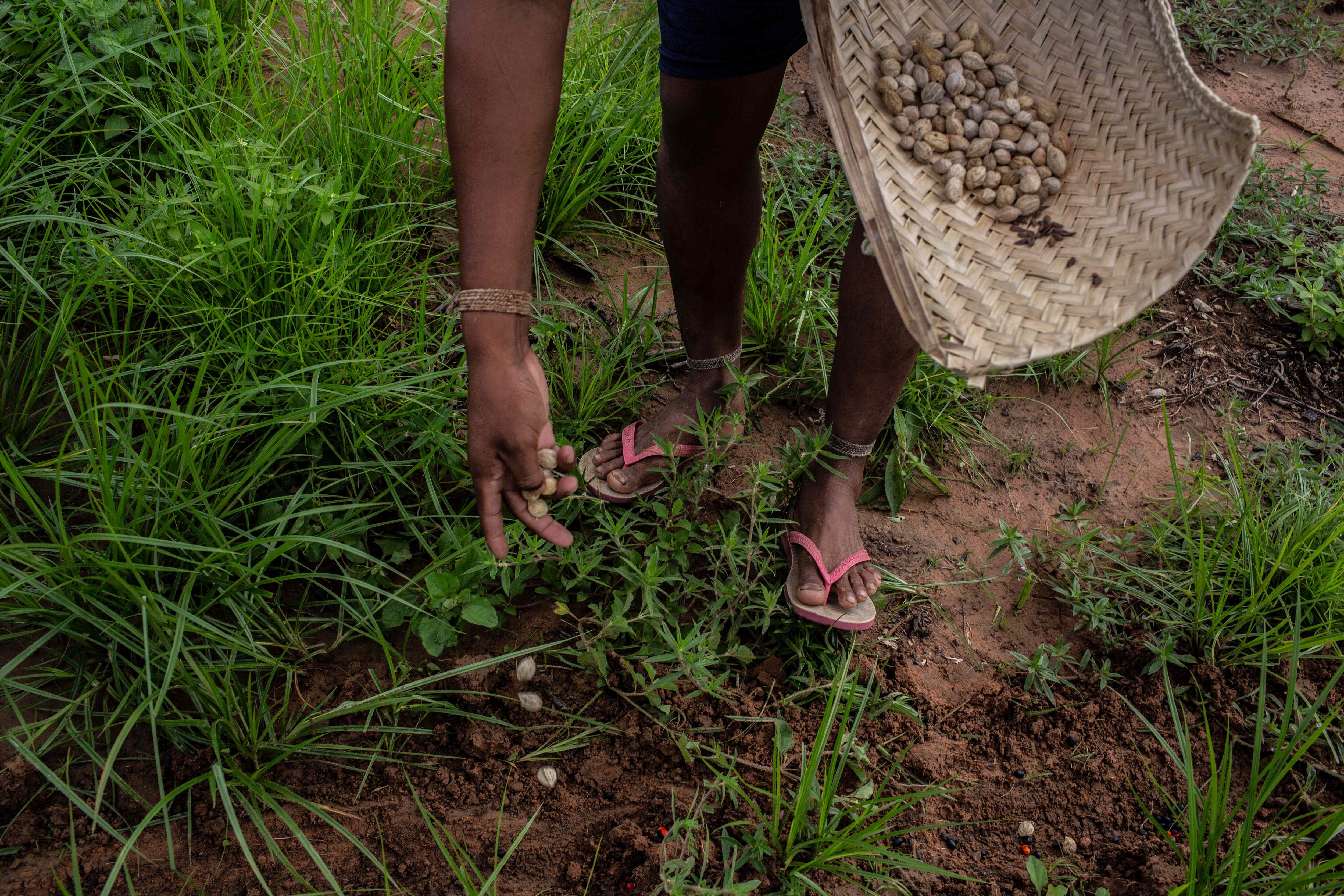 Una mujer xavante lanza semillas de 'Mirindiba do cerrado' (Buchenavia tomentosa Eichler) al suelo junto con otras en un sistema de plantación en consorcio llamado 'muvuca', en Ripá.