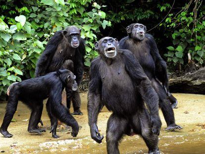 Un grupo de chimpancés de La Isla del Mono en el sur de Liberia, el 25 de junio de 2015.