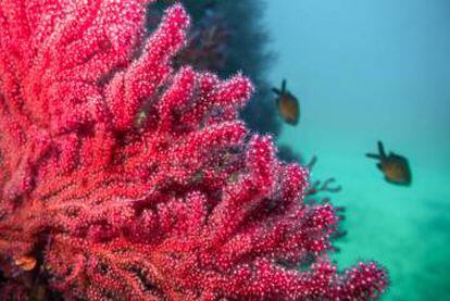 Coral rojo y dos castañuelas ('Chromis chromis'), en aguas de las islas Medas (Girona).