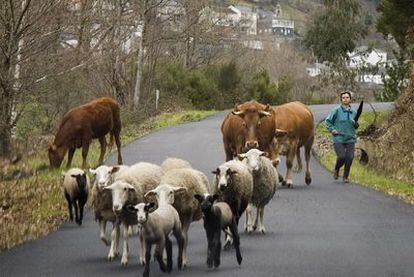 Una mujer guía vacas y ovejas en O Caurel (Lugo). En España hay siete millones de mujeres rurales.