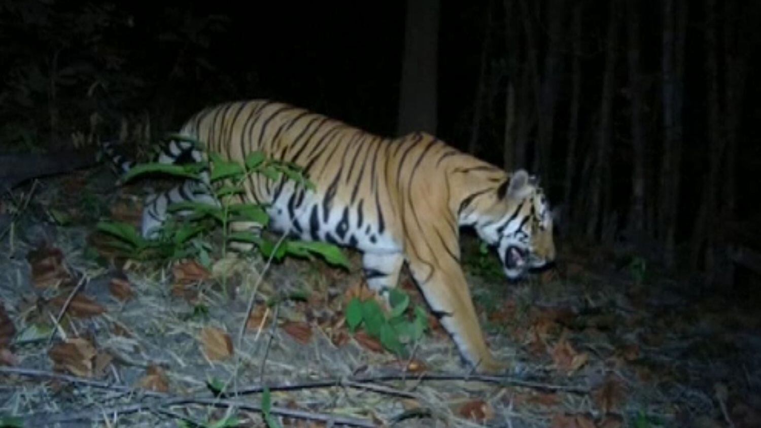 presencia de tigres salvajes