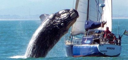 Momento en el que la ballena franca austral (Eubalaena australis) intenta saltar por encima del yate <i>Intrepid</i>La ballena rompió el mástil pero no hirió a nadie (<a href="http://www.elpais.com/fotografia/internacional/salto/elpepuesp/20100721elpepuint_5/Ies/" target="_blank">Ampliar foto</a>).