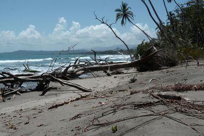 La costa de Cahuita, en el Caribe sur costarricense, ha perdido entre 30 y 50 metros (según el lugar) en las últimas cuatro décadas. La mayoría de ellos, en solo 10 años por culpa del cambio climático.