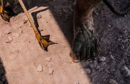 The leg of an Andean flamingo next to the foot of a researcher.