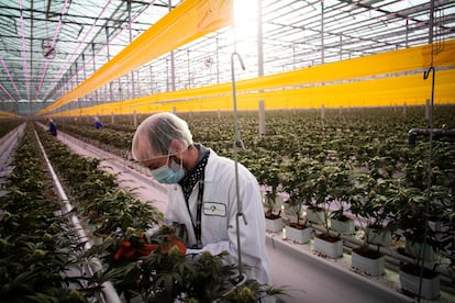 Un trabajador en una plantación de cannabis en Ontario, el pasado enero.