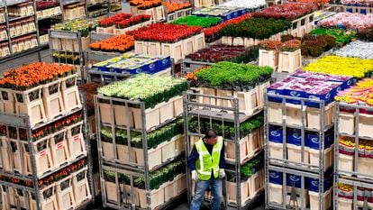El mercado de flores más grande del mundo se encuentra en la localidad de Aalsmeer (Países Bajos).