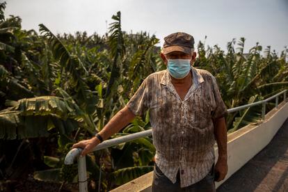 Francisco Gómez posa delante de su plantación de plátanos tras salir de su casa confinada para regarlos.