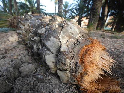Imagen de una palmera partida por el tronco como consecuencia del estrés hídrico en un huerto de Elche.
