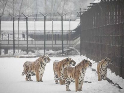 Tigres en un parque zoológico en la provincia china de Heilongjiang.