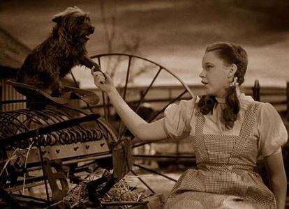 La parte de la película que sucede en Kansas (en la imagen, Dorothy con su perro Totó, 'interpretado' por el perro Terry) estaba rodada en sepia, aunque en televisión fuera mostrado en blanco y negro hasta la restauración de 1990. Ese mundo apagado se transforma en delirante Technicolor cuando la niña aterriza en Oz. El rodaje de las escenas en Technicolor duraron seis meses, en parte por la técnica y en parte por el complejo maquillaje que debía aplicarse a todos los actores. El Technicolor, por sus fuertes contrastes, se usó en en musicales ('Cantando bajo la lluvia'), películas de animación ('Fantasía') o históricas ('Juana de Arco').