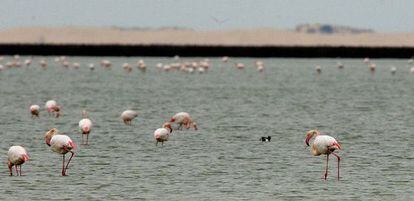 Flamencos en una laguna de Doñana.