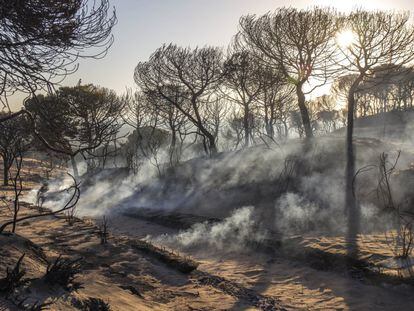 Terrenos del Parque Nacional de Doñana (Huelva), calcinados tras el incendio en junio de 2017.