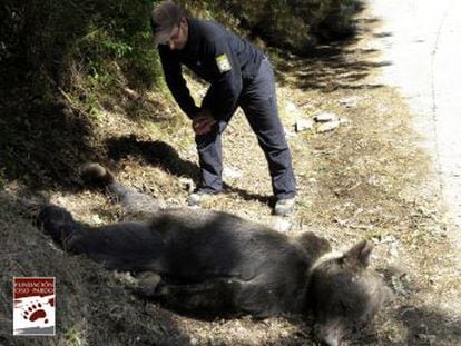 El cuerpo del animal, una especie protegida y en peligro de extinción, se ha encontrado junto a la entrada de una reserva