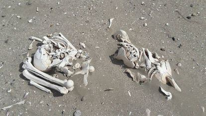 Los restos óseos hallados en la playa.